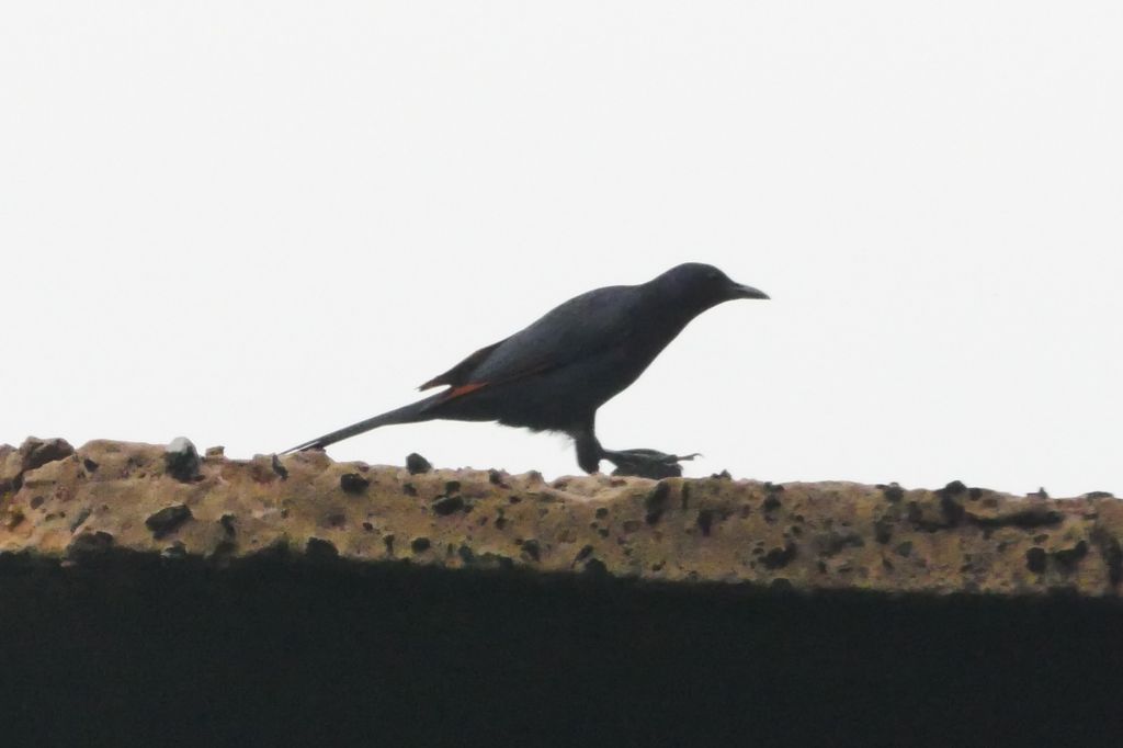 Red-winged starling