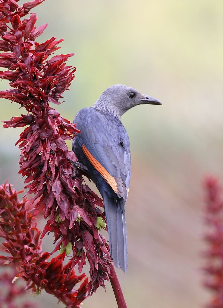 Red-winged starling