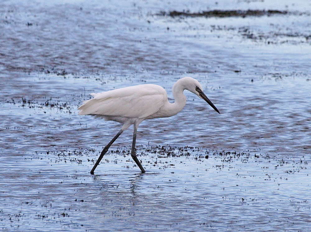 Reddish Egret