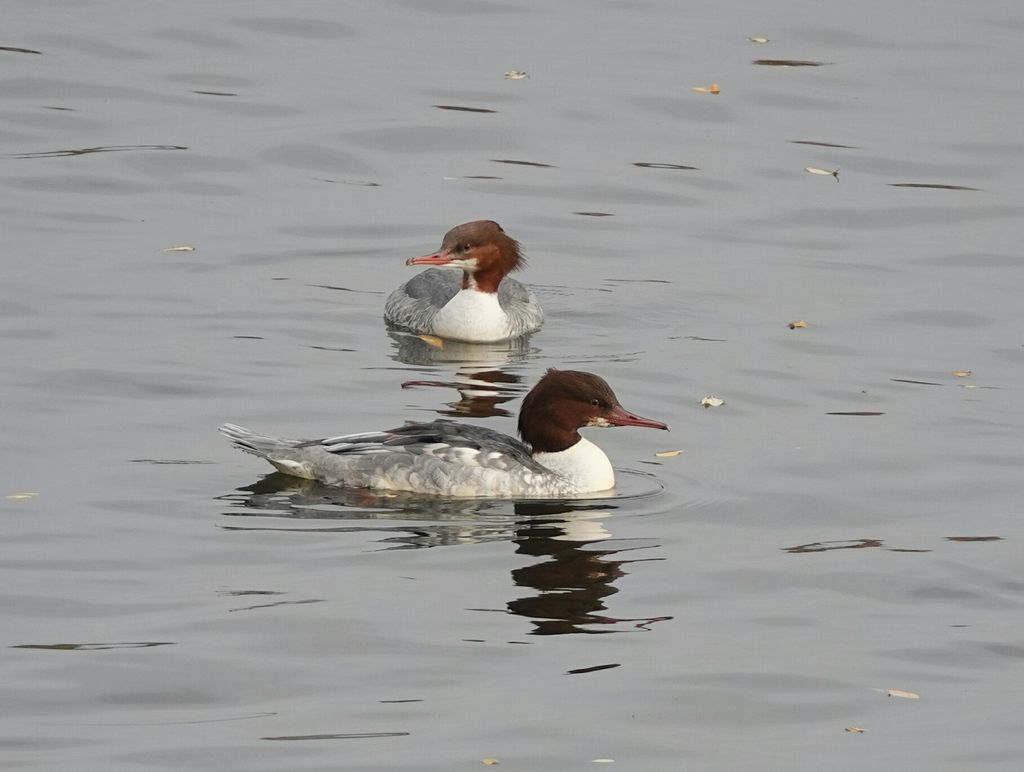 Redhead Goosanders