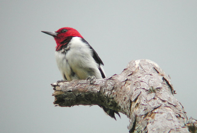 redheaded woodpecker