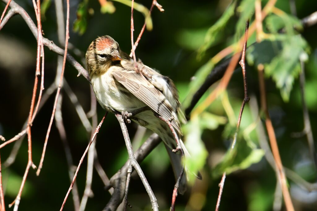 Redpoll behavior 2