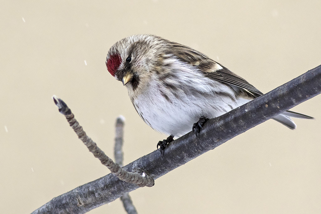 Redpoll in the snow