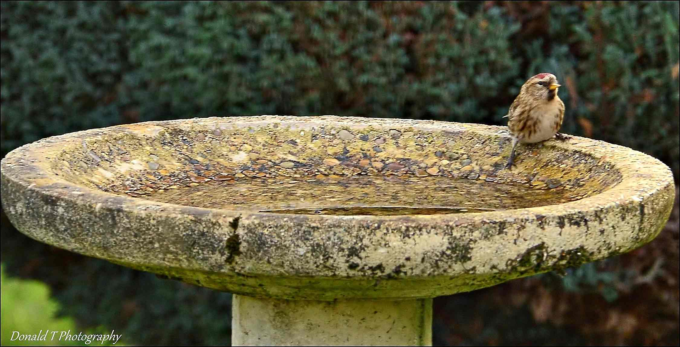 Redpoll on our Birdbath.