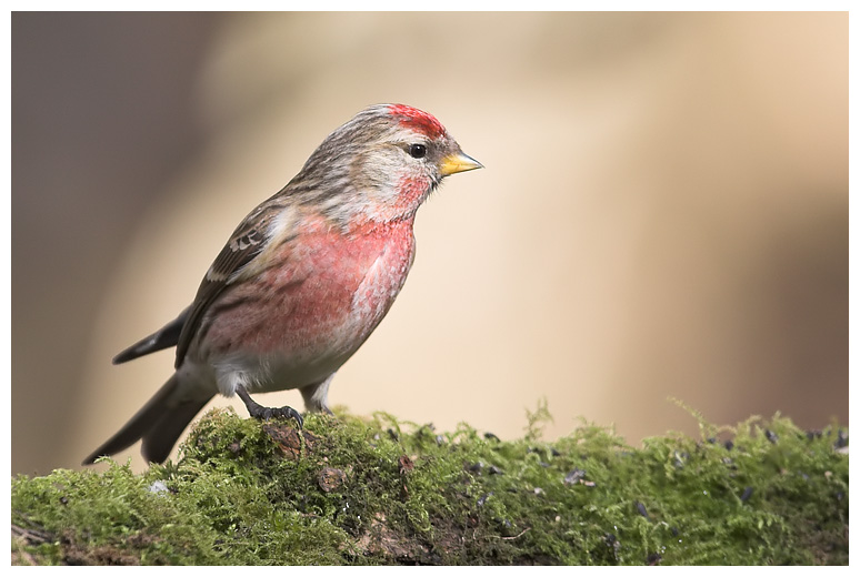 Redpoll Red-Breast