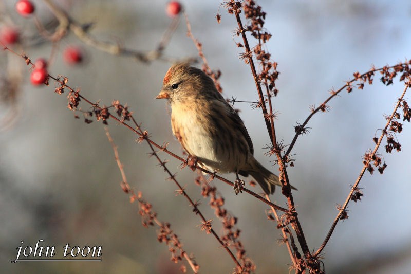 redpoll