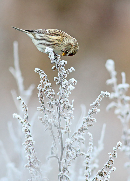 Redpoll