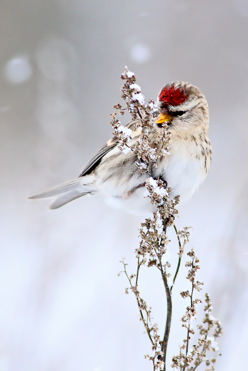 Redpoll