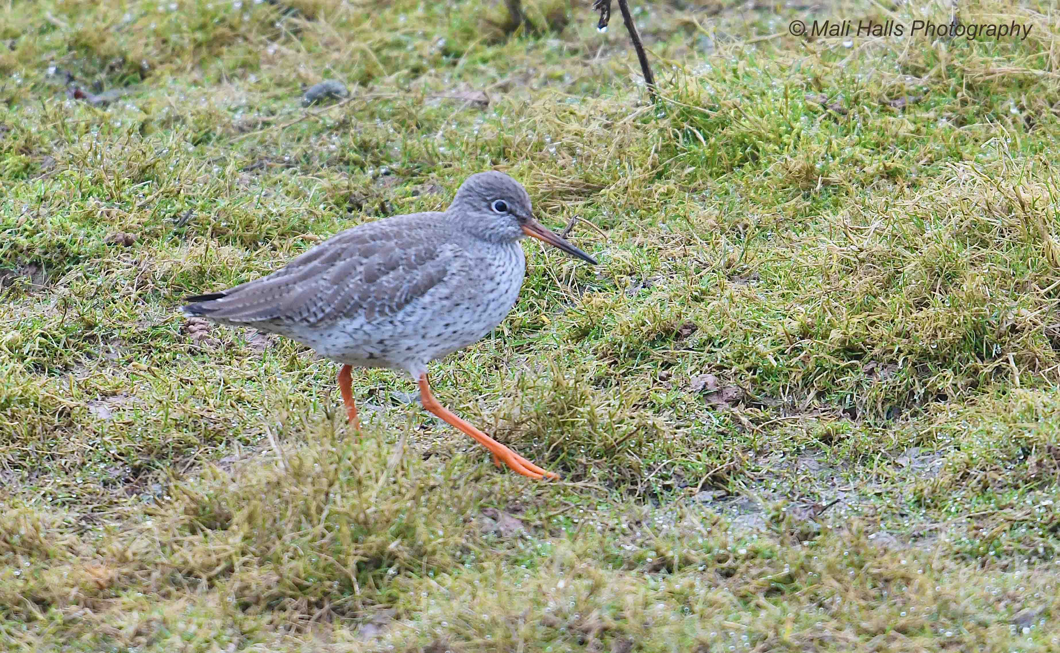 Redshank 0723.jpg