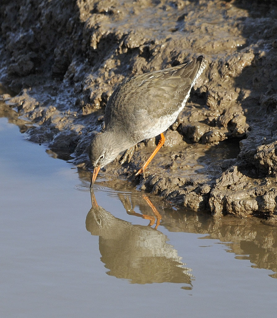 Redshank reflection