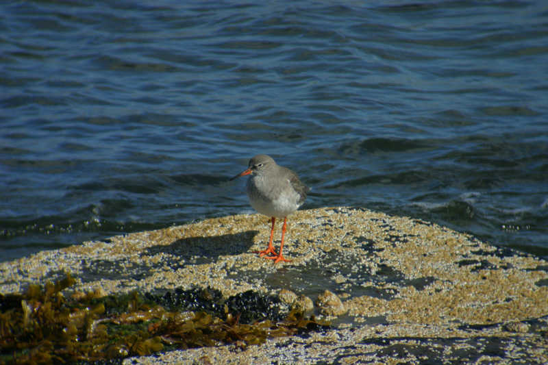 Redshank - success !