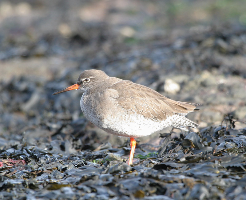 Redshank