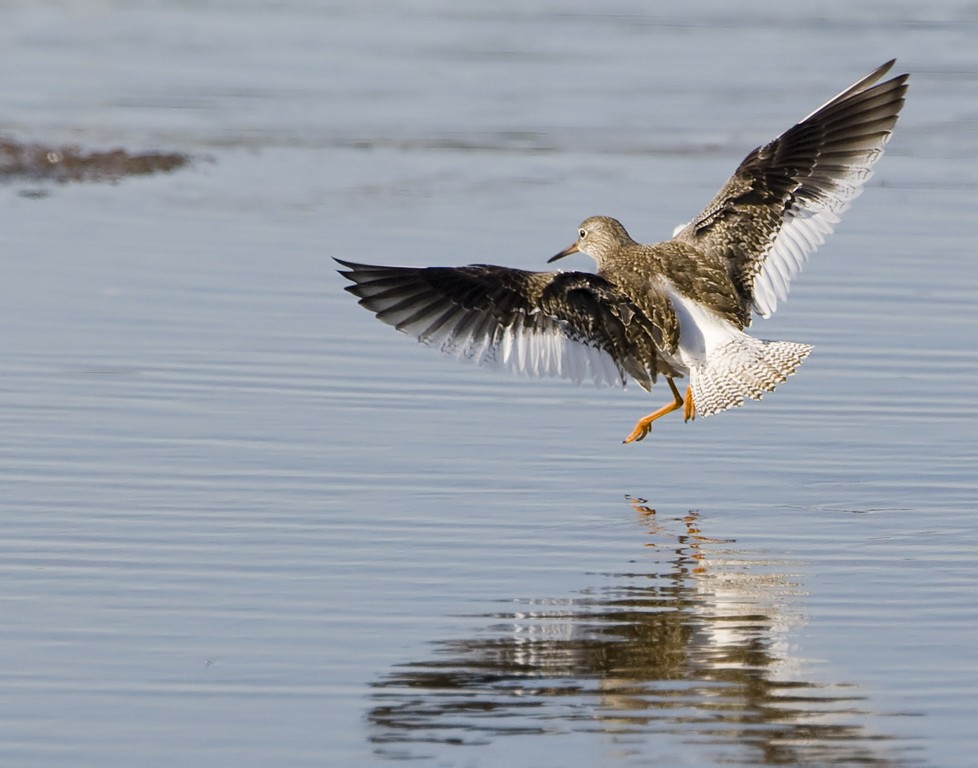 Redshank