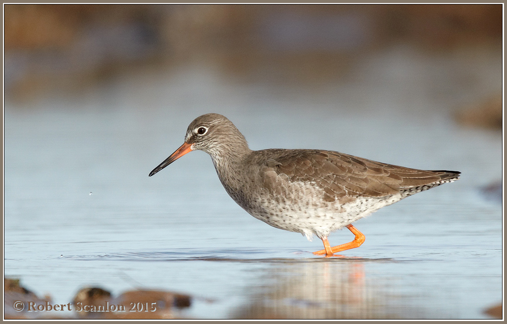 Redshank