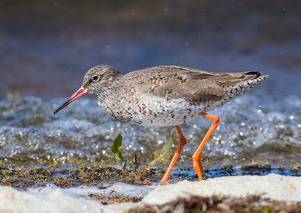 Redshank