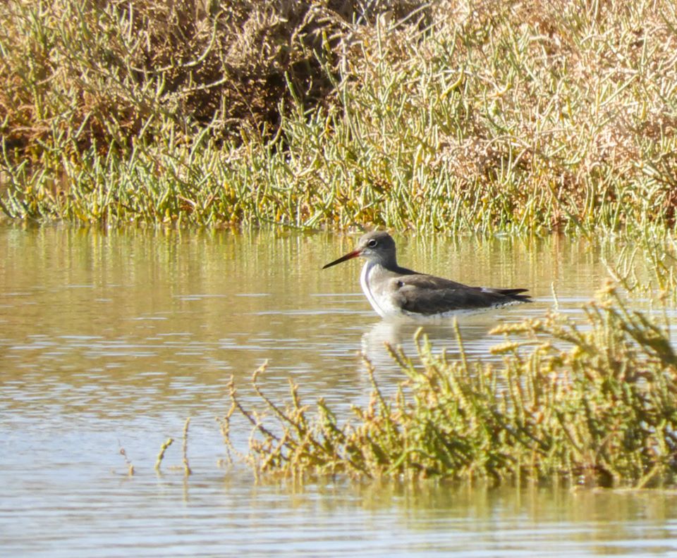 Redshank