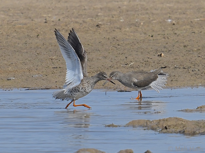 Redshanks