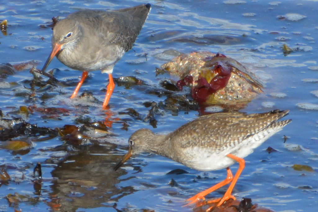 Redshanks