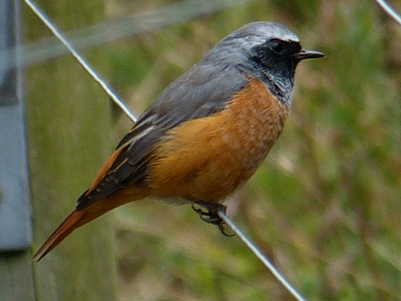 redstart at old moor rspb