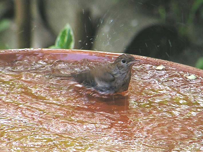 Redstart Loves Water