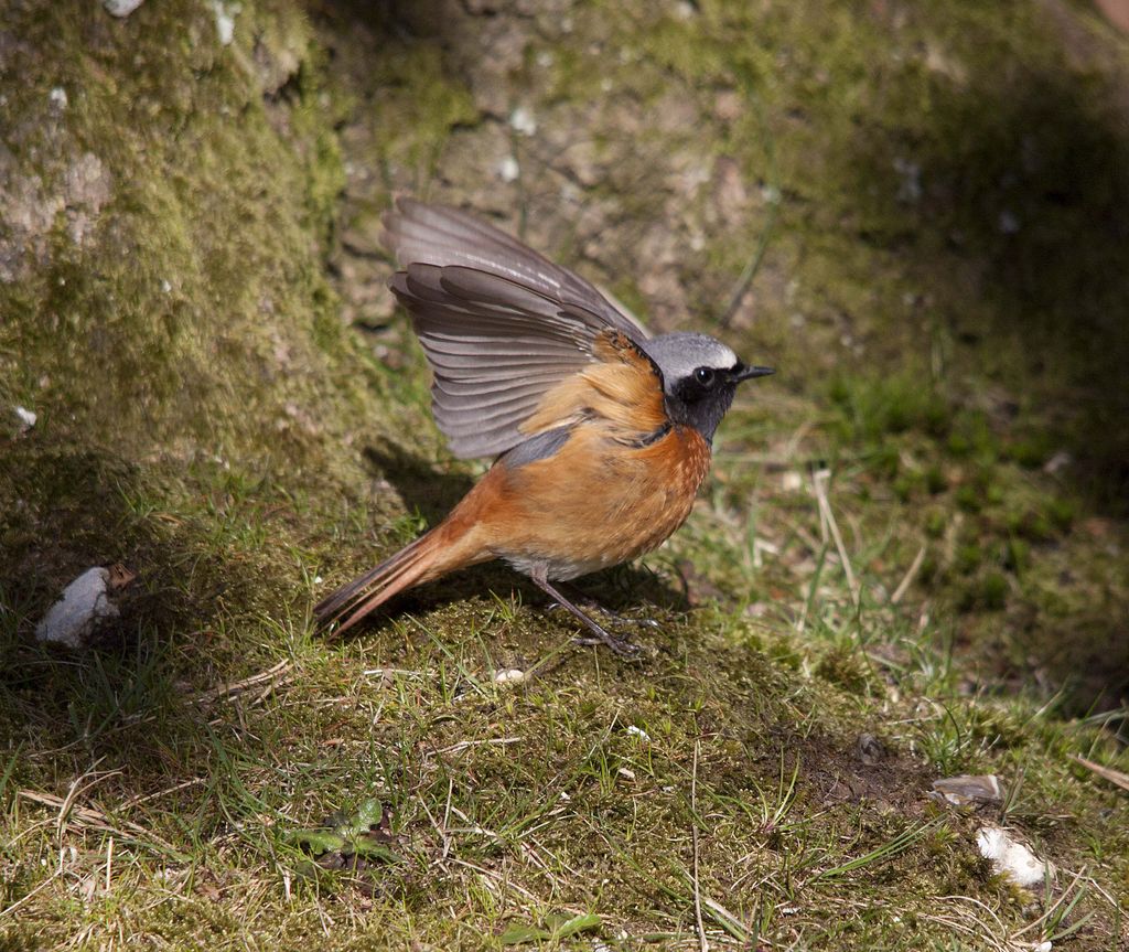 Redstart wing stretch.