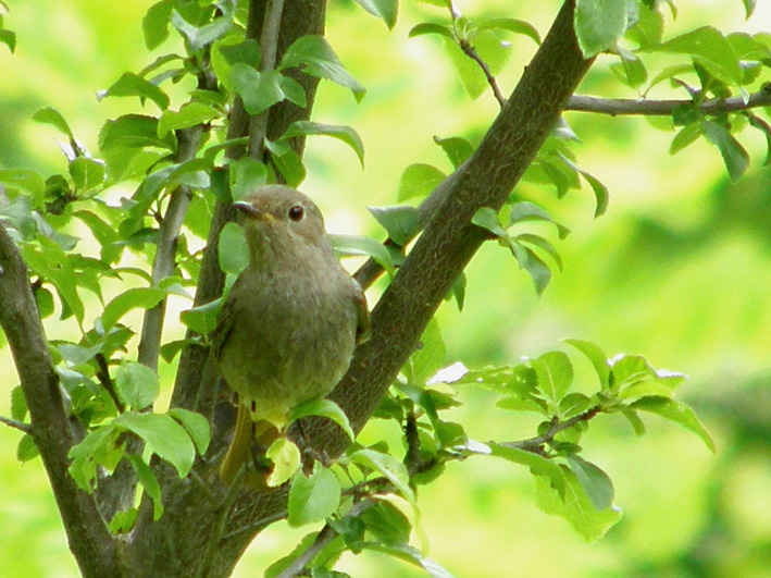 Redstart