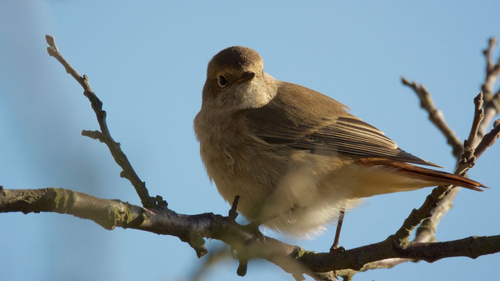 Redstart