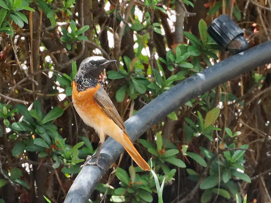 redstart