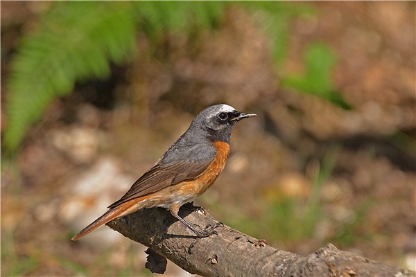 REDSTART2