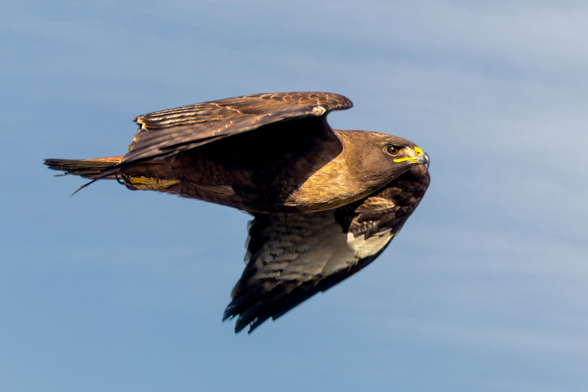 Redtail Hawk in flight