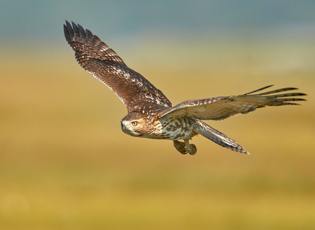 Redtail hawk