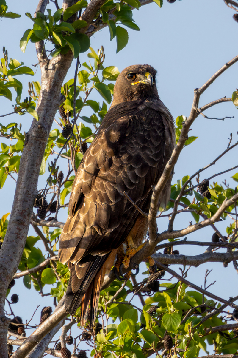 Redtail Hawk