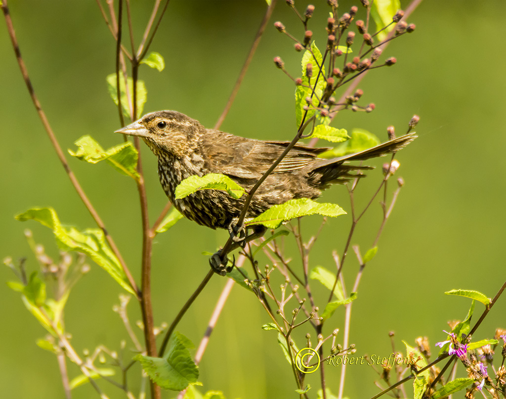 Redwing Blackbird, Female