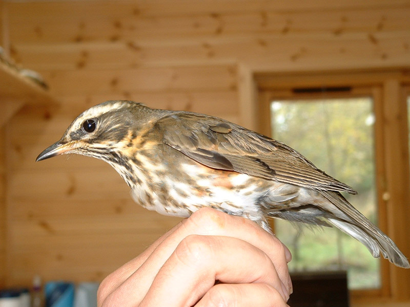 Redwing in Nth Yorks