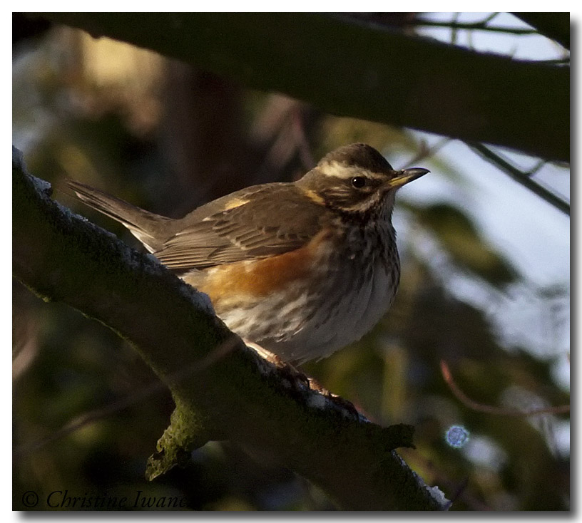 Redwing
