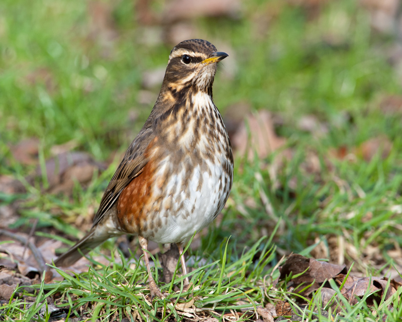 Redwing