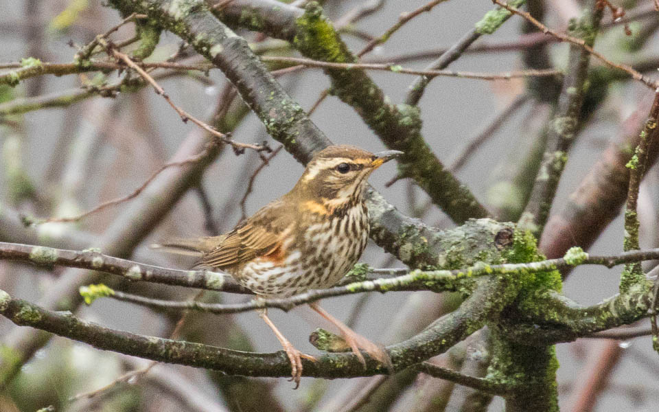 Redwing