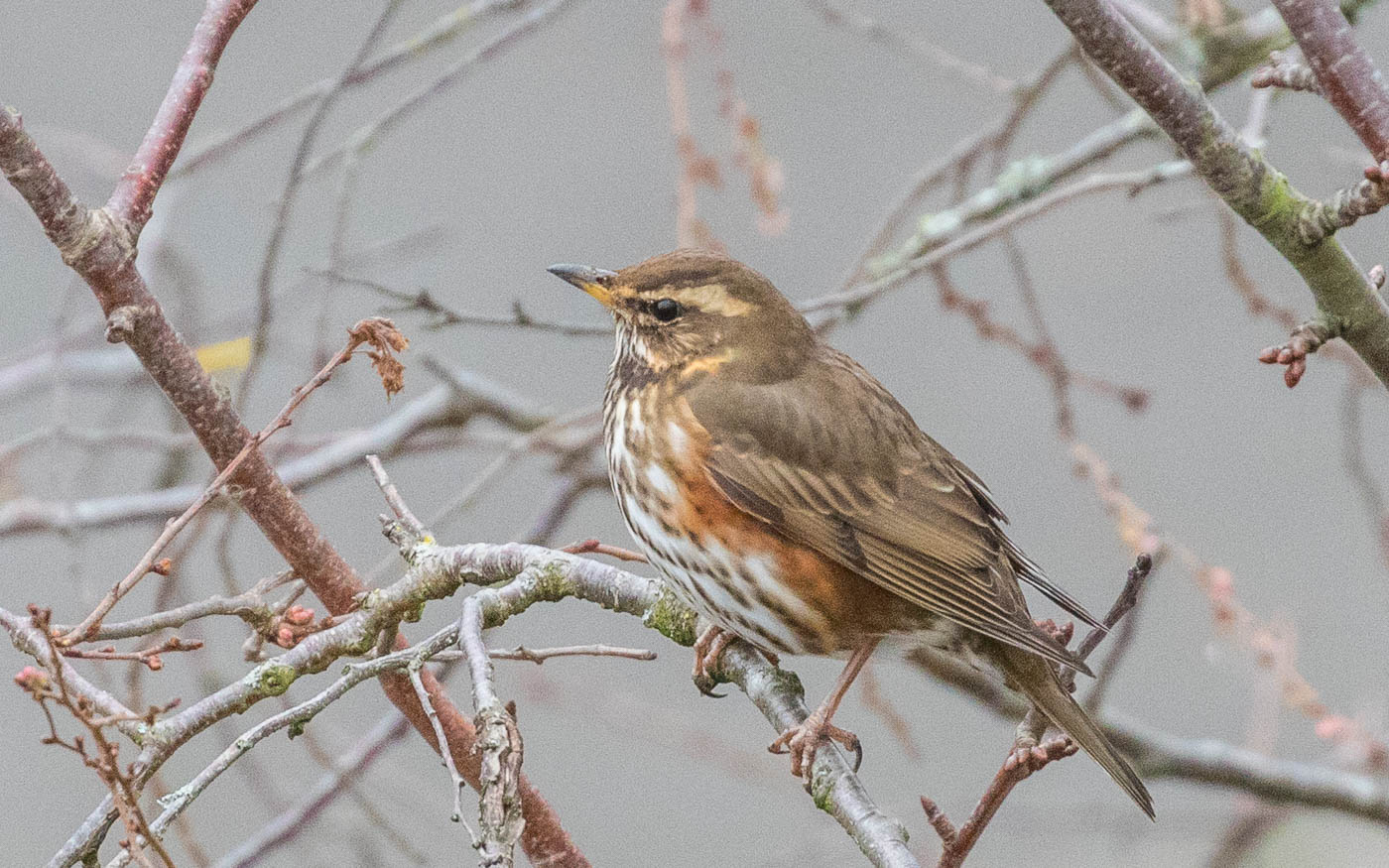 Redwing