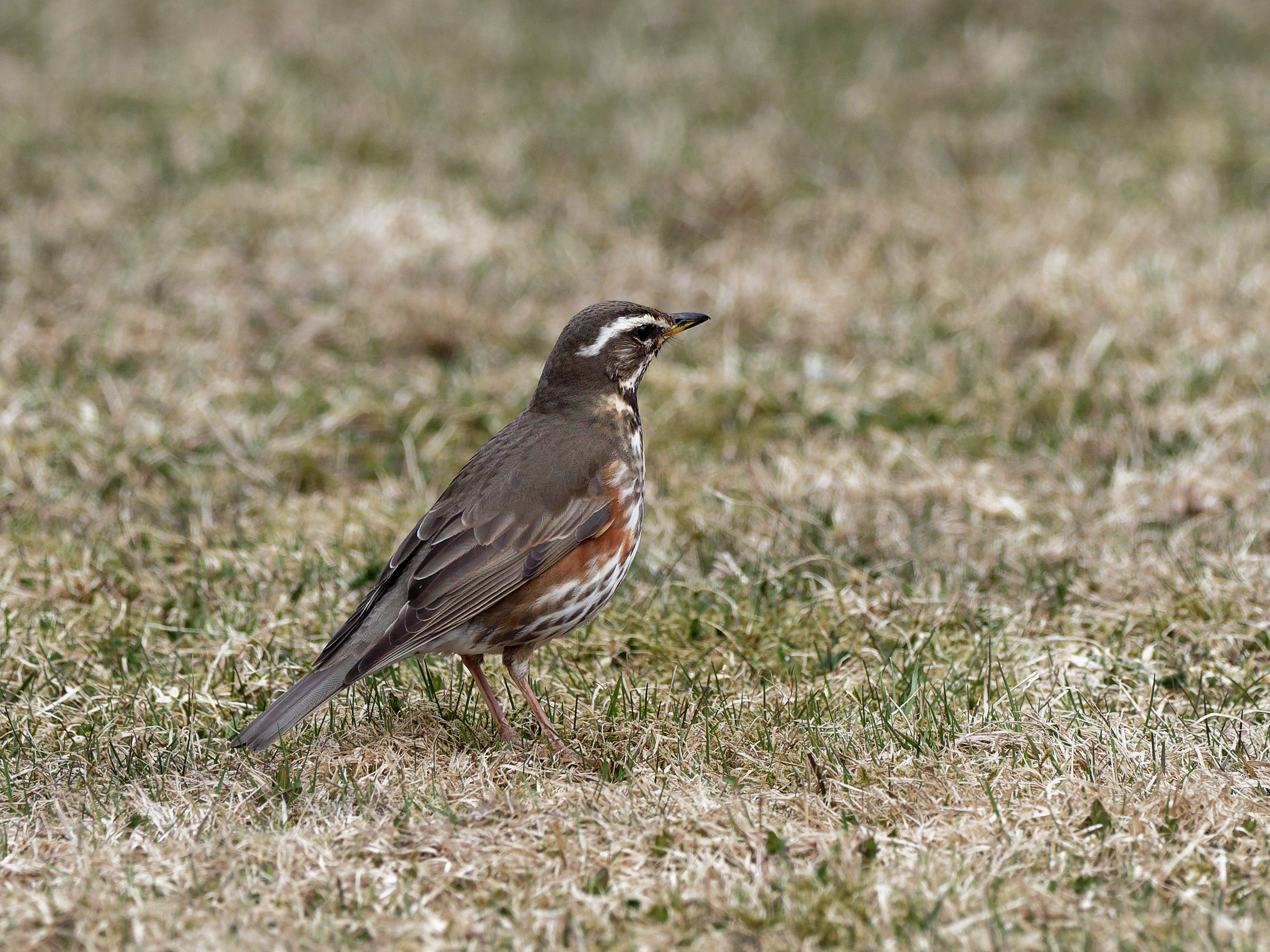 Redwing