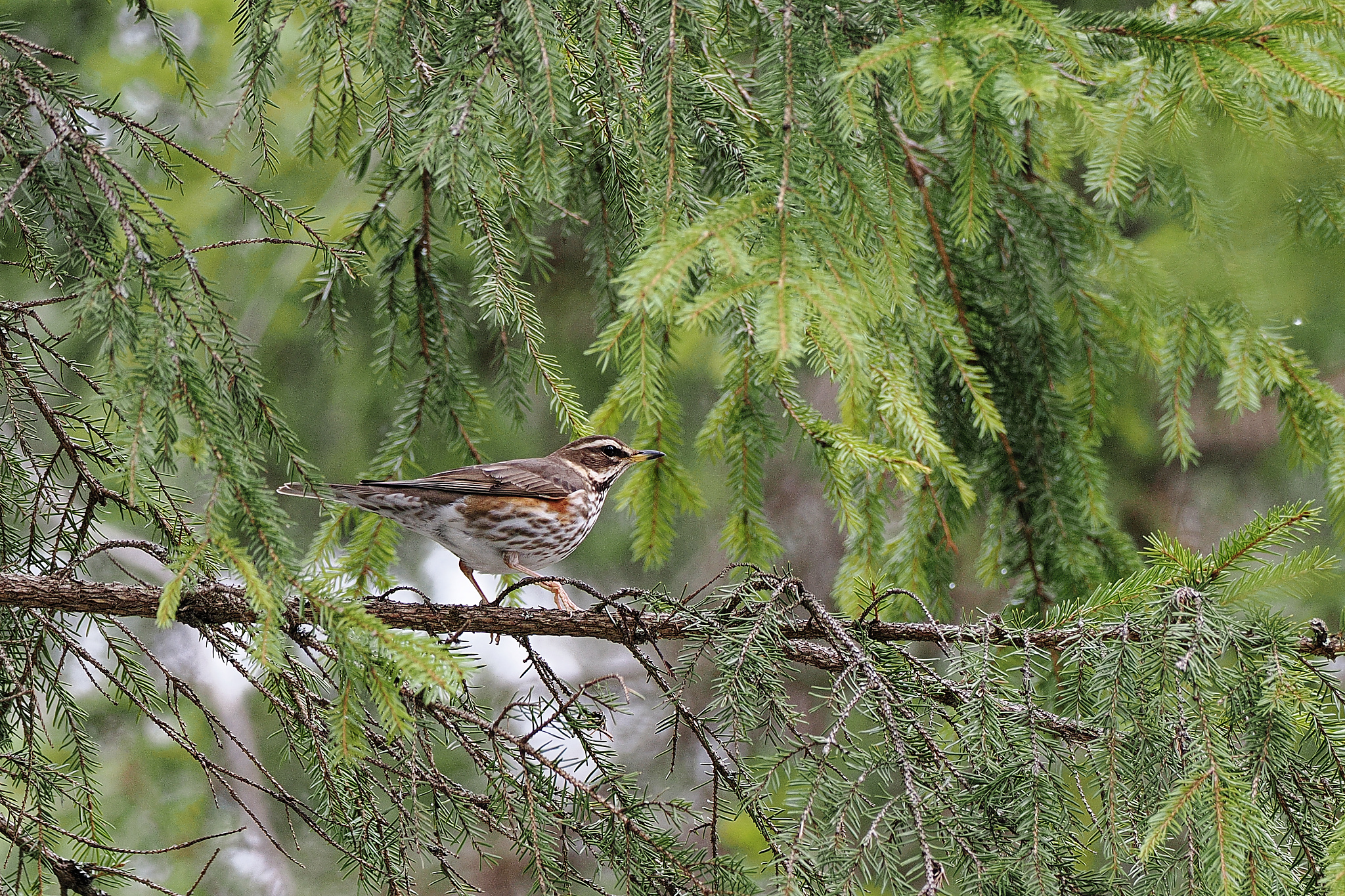 Redwing