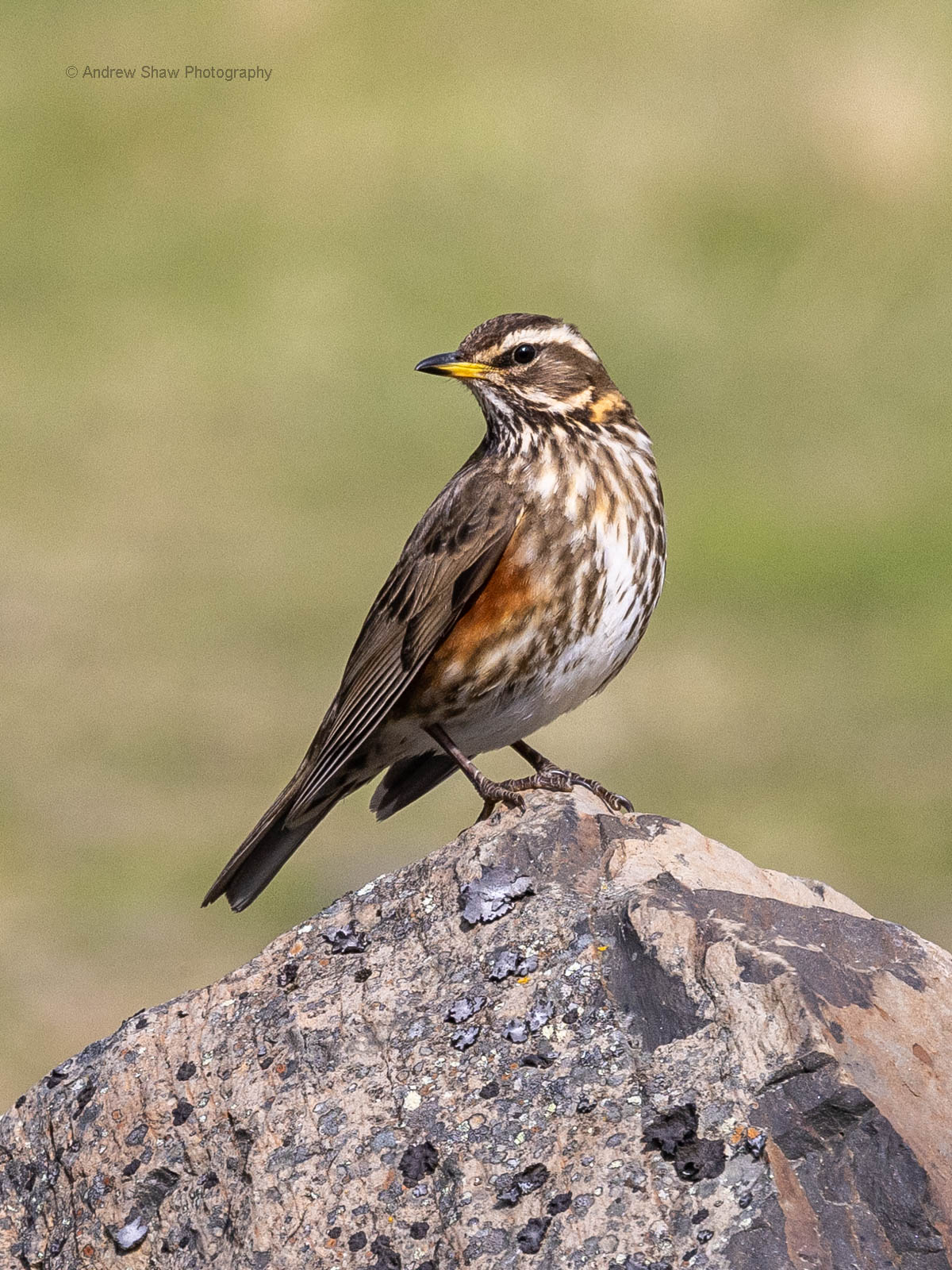 Redwing