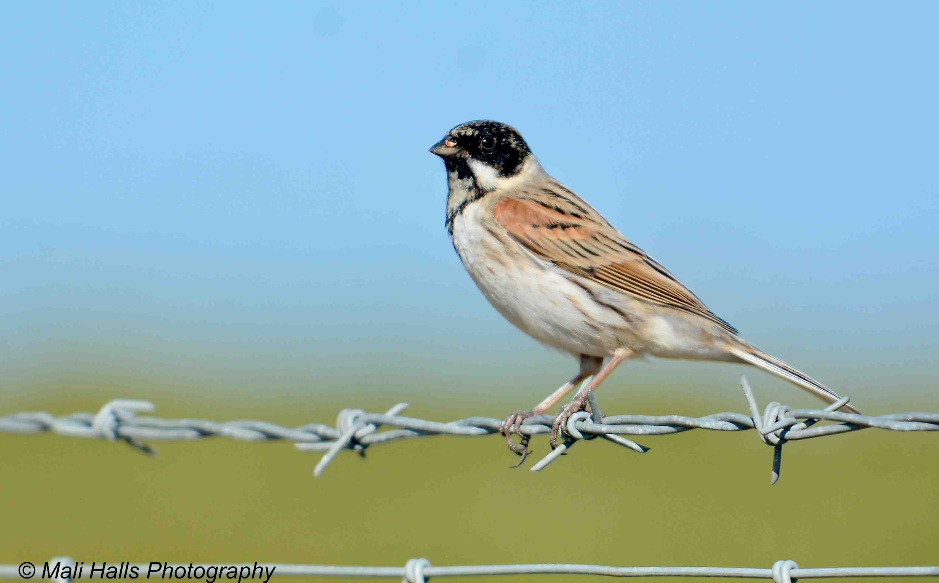 Reed Bunting 7331.jpg