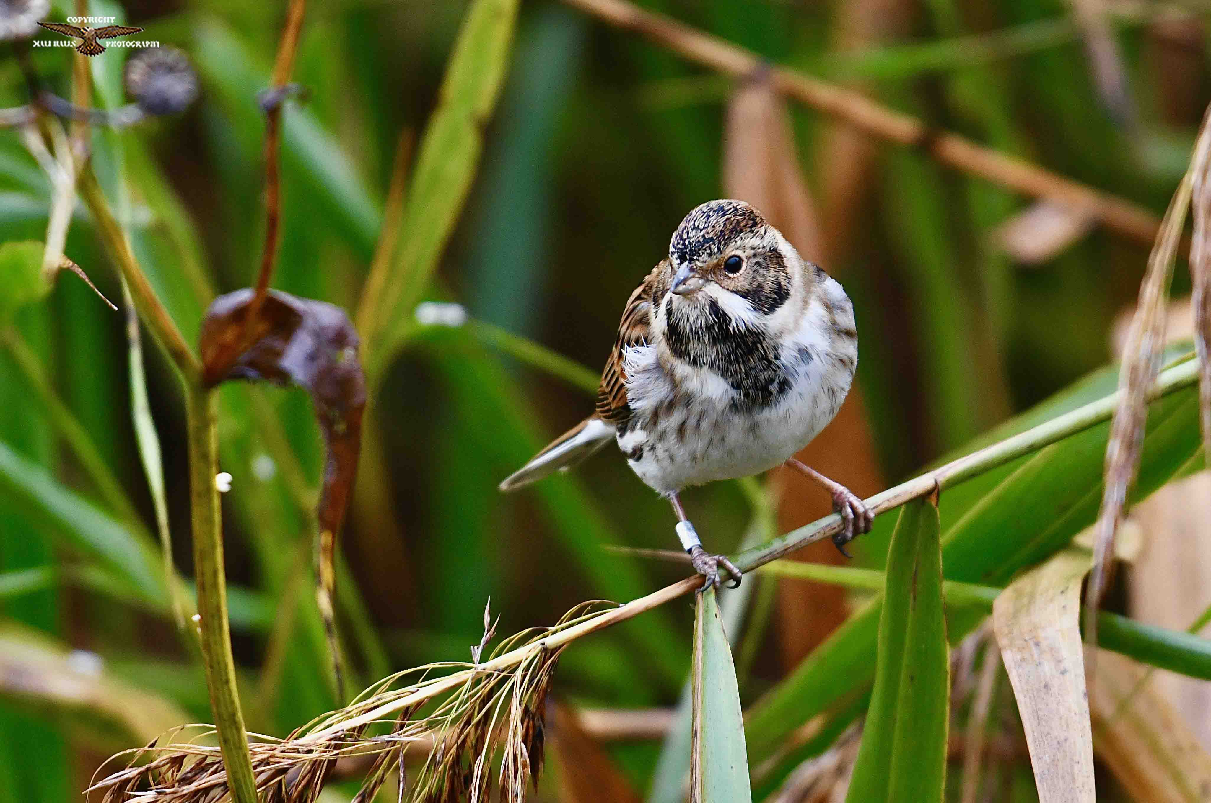 Reed Bunting 8572.jpg