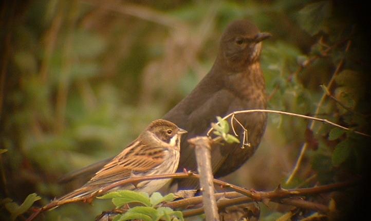 Reed Bunting and Blackbird