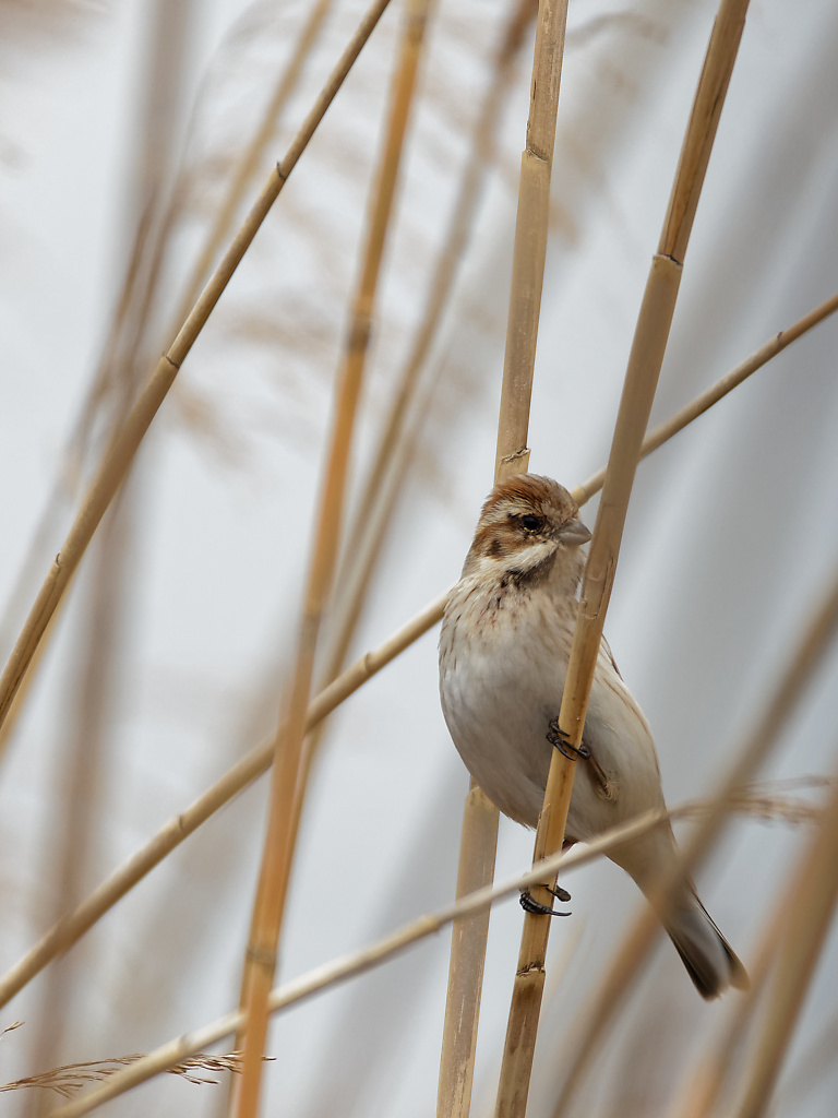 Reed Bunting II