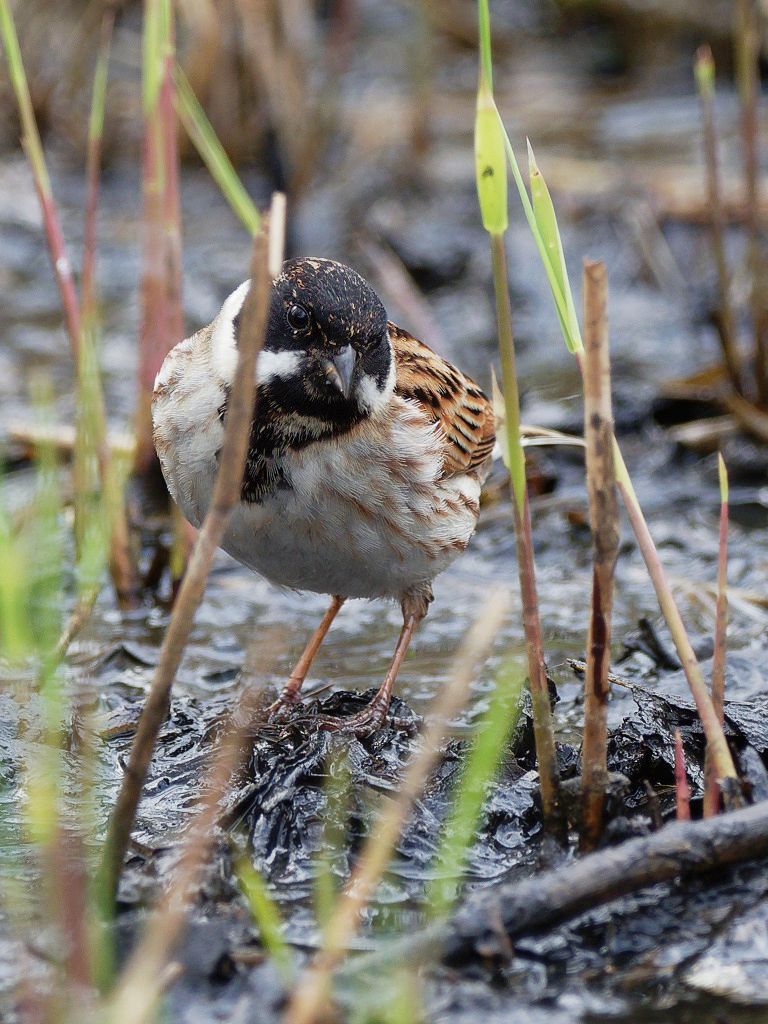 Reed bunting in the mud