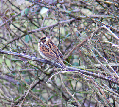 Reed Bunting of South Walney Island