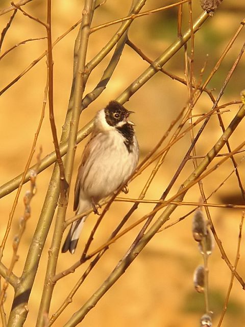 Reed Bunting