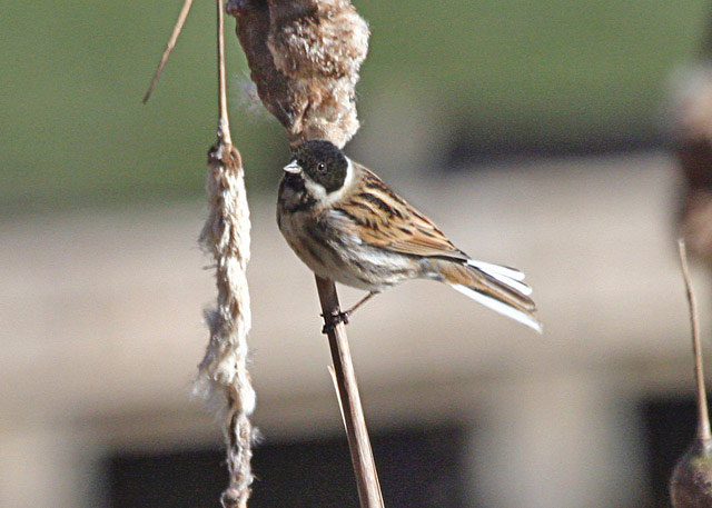 Reed Bunting