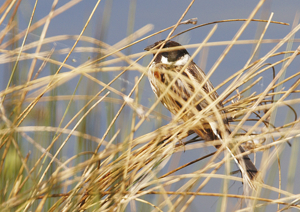 Reed Bunting